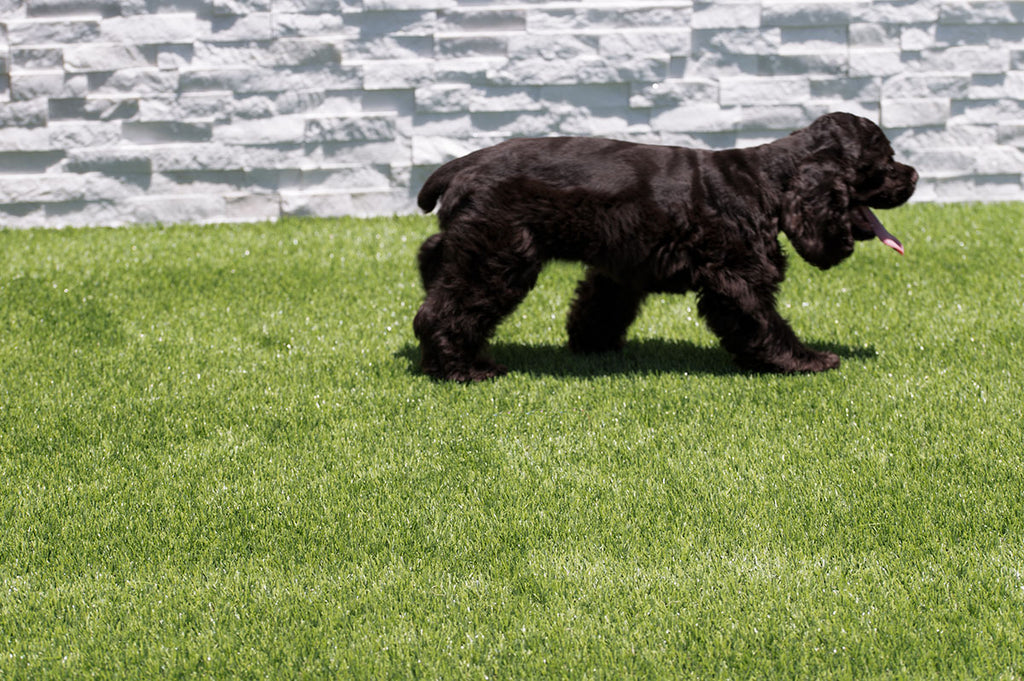 Evergrass® Emerald Green Turf 76OZ